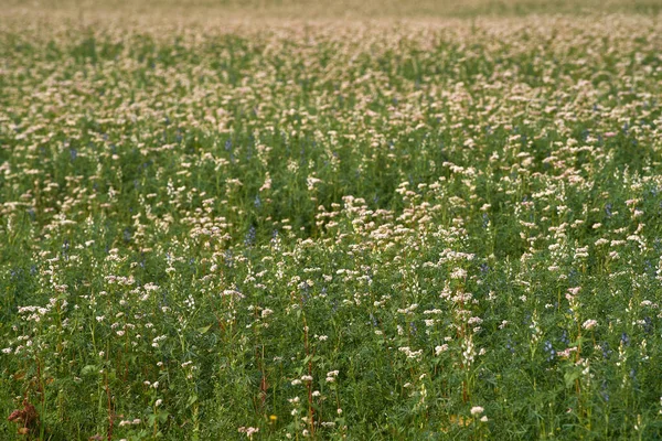 활기찬 풍경을 그리기 번성하는 메밀밭의 파노라마 농업의 자연적인 아름다움을 — 스톡 사진