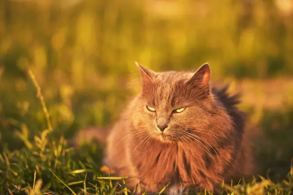 Curious Cat Sits Green Grass Its Yellow Eyes Wide Wonder — Stock Photo, Image