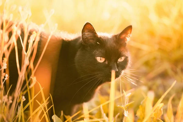 Egy Fekete Macska Fűmezőn Gyönyörű Fekete Macska Portré Sárga Szemekkel — Stock Fotó