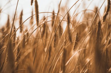 Çavdar ekmeğinin kulaklarını kapat, olgunlaşan çavdar tarlasını yaz günü. Gün doğumu ya da gün batımı. Tarım kavramı geçmişi