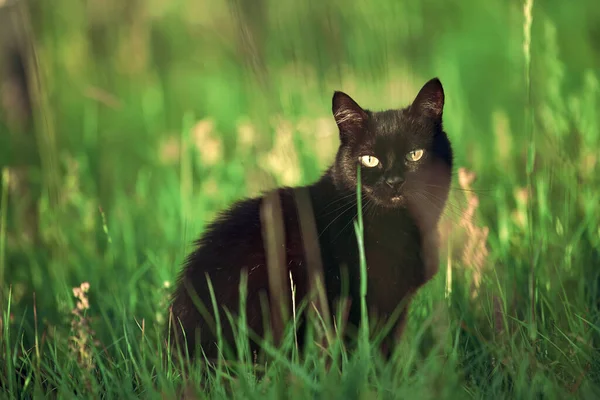 Ciekawy Czarny Kociak Zwiedzający Spokojny Ogród Piękny Kot Jasnożółtymi Oczami — Zdjęcie stockowe