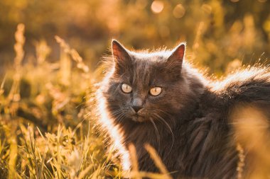 Çimenlikteki siyah bir kedi. Doğada sarı gözlü güzel siyah kedi portresi. Evcil kedi çimenlerde yürüyor.