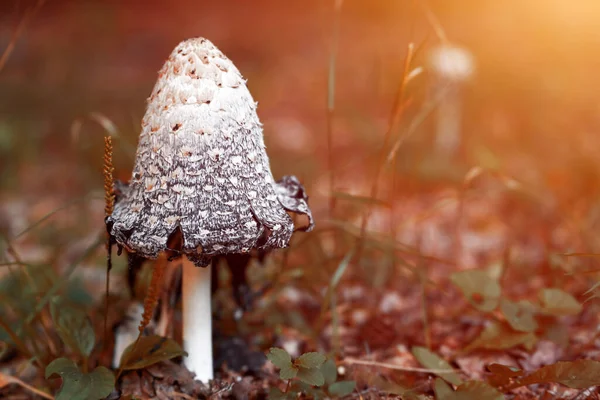 Mushrooms in the Autumn. A Shaggy Mane mushroom specimen
