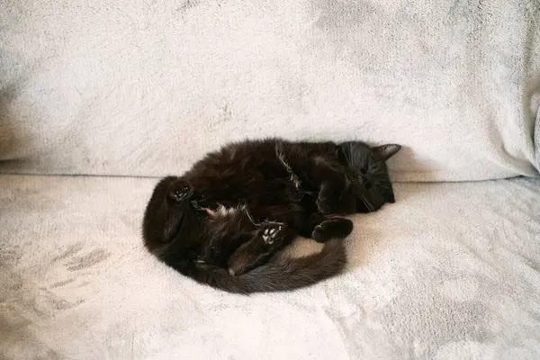 可敬的黑猫 纯正地躺在背上 白色的背景上 猫吃得好 在家里的床上休息 — 图库照片