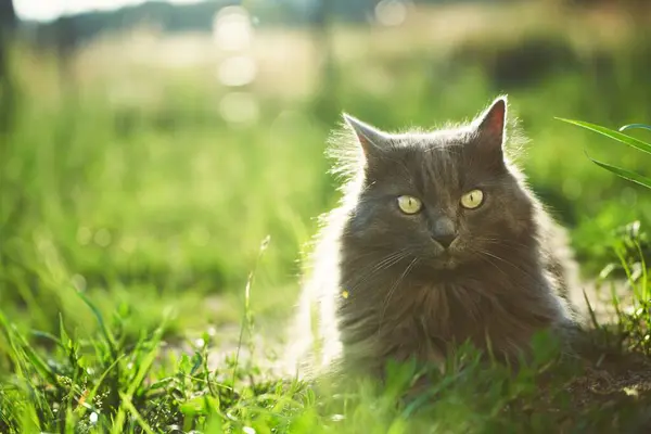 Cat Lying Grass Ground Sunlight Glow Young Domestic Cat Walk — Stock Photo, Image