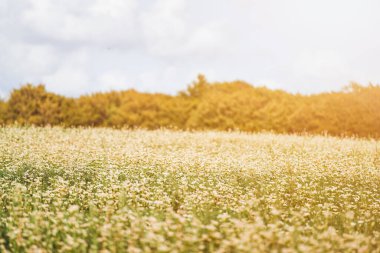 Tarlada karabuğday çiçeği. Kırsal bölgede canlı karabuğday çiçekleri var. Büyüyen Yaz Karabuğday Tarlası Panoramik Manzarası. sürdürülebilir tarım kavramı.