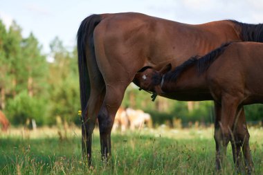 Yavru at yavrusunun kısraktan süt emme portresi. Karabasan yeni doğan yavrusunu sütle besler.