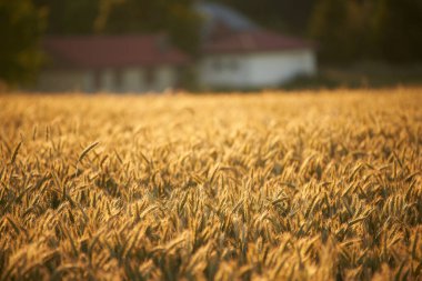 Buğday tarlası. Tarım buğday tarlası geçmişi. Zengin hasat konsepti. Altın buğday kulakları yakında. Güzel Doğa Günbatımı Manzarası. Parlayan Güneş Işığı Altında Kırsal Tarım Manzarası.