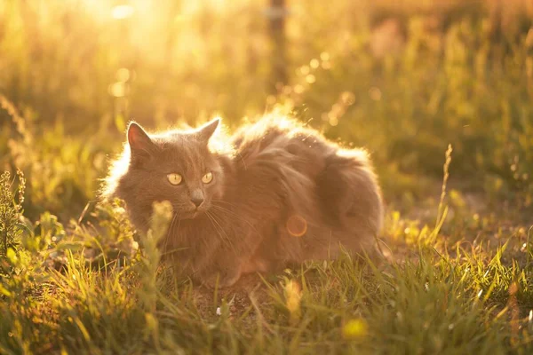 Cat lying on the grass ground in sunlight glow. Young domestic cat on a walk outdoors. Relaxed cat and sunny green garden.