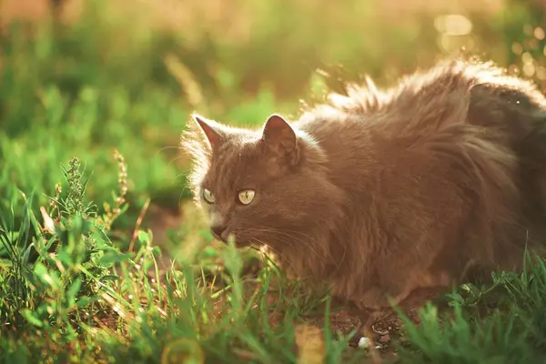 Curioso Gatito Negro Explorando Jardín Sereno Precioso Gato Mascota Con — Foto de Stock
