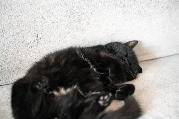 Adorable Black Kitten Purebred Straight Lying Its Back White Background — Stock Photo, Image
