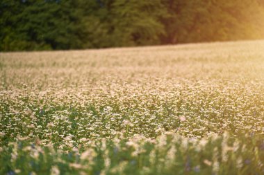Tarlada karabuğday çiçeği. Kırsal bölgede canlı karabuğday çiçekleri var. Büyüyen Yaz Karabuğday Tarlası Panoramik Manzarası. sürdürülebilir tarım kavramı.
