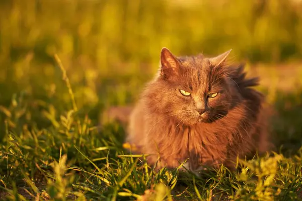Nyfiken Svart Kattunge Som Utforskar Lugn Trädgård Härlig Sällskapsdjur Katt — Stockfoto