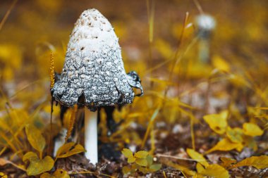 Sonbaharda mantarlar. Shaggy Mane mantar numunesi.