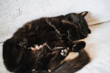 Tembel kedi gün ortasında bir kanepede uyur. Gün boyunca rahat bir uyku. Sırtüstü yatmış, göbekleri kalkık.