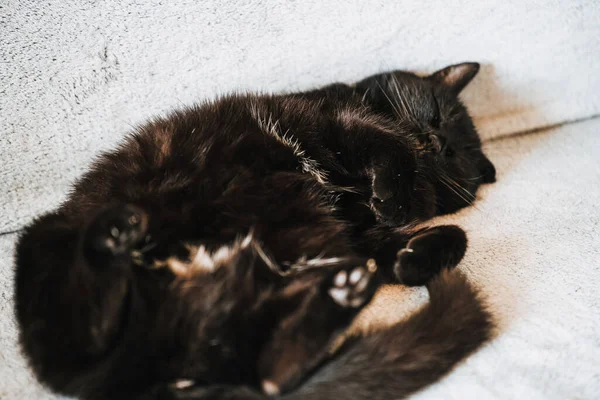 Gato Perezoso Duerme Mediodía Sofá Acogedora Siesta Durante Día Gato — Foto de Stock