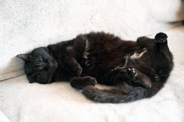 Adorable Black Kitten Lying Straight Its Back White Background — Stock Photo, Image