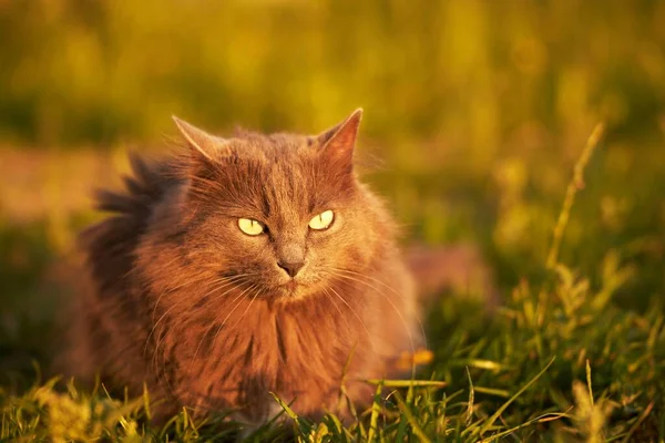 풀밭의 고양이 노란색 아름다운 고양이 초상화 고양이 풀밭을 — 스톡 사진