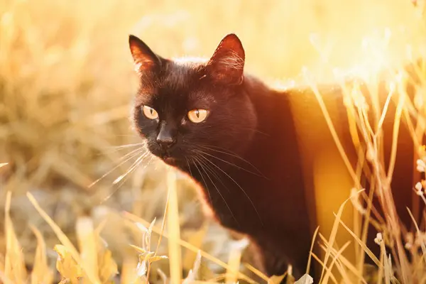 Curious cat sits in the green grass, its yellow eyes wide with wonder. A domestic cat sits in a field of grass