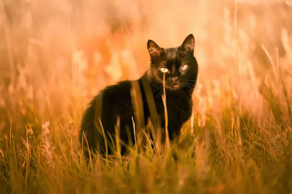 Egy Kíváncsi Fekete Cica Felfedezés Egy Nyugodt Kertben Lovely Pet — Stock Fotó