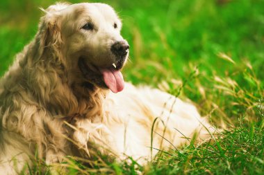 Yaşlı Golden Retriever. Yaşlı bir Golden Retriever Park 'ta dinleniyor. Yorgun köpek.