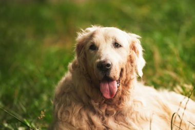 Kıdemli Golden Retriever çimlerin üzerinde dinleniyor. Parkta yaşlı bir labrador..