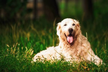 Grassy Field 'da kıdemli Golden Retriever. Yaşlı safkan köpek. Labrador portresi.