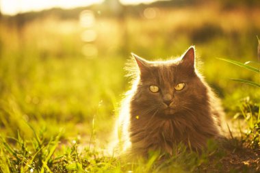 Meraklı kedi yeşil çimenlerde oturur, sarı gözleri merakla doludur. Evcil bir kedi çimlerin üzerinde oturuyor.