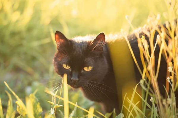 cat walking outside in the grass. Beautiful cat portrait in nature. Pet in Summer evening sun rays. Rural area.