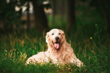 Yaşlı Labrador. Yaşlı bir Golden Retriever parkta dinleniyor. Altın Yıllar. Kıdemli Labrador ve Golden Retriever Parkta Huzur Bulun.