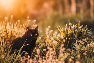 Çimenlikteki siyah bir kedi. Doğada sarı gözlü güzel siyah kedi portresi. Evcil kedi çimenlerde yürüyor.