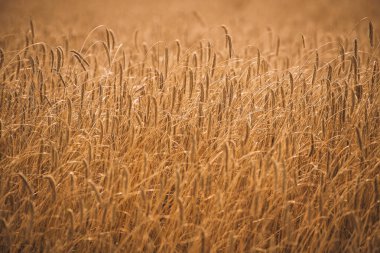 Tarım konsepti. Güneş ışığında parlayan buğday ve çavdar ekmekleri. Canlı Sarı Buğday Alanı Arkaplanı.