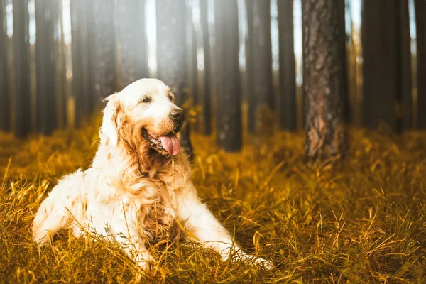 Senior Golden Retriever Ruht Auf Einem Gras Ein Älterer Labrador — Stockfoto