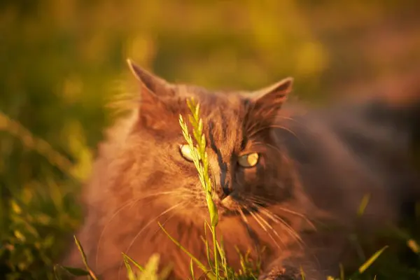 好奇的猫坐在绿色的草地上 它的黄色的眼睛睁得大大的 充满惊奇 一只家猫坐在草地上 — 图库照片