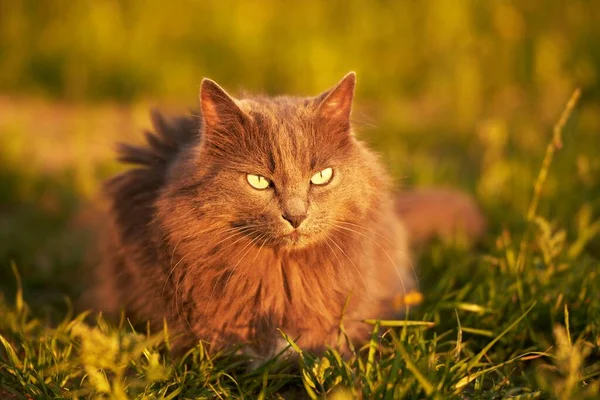 Кошка Гуляет Траве Красивый Кошачий Портрет Природе Домашнее Животное Солнечный — стоковое фото