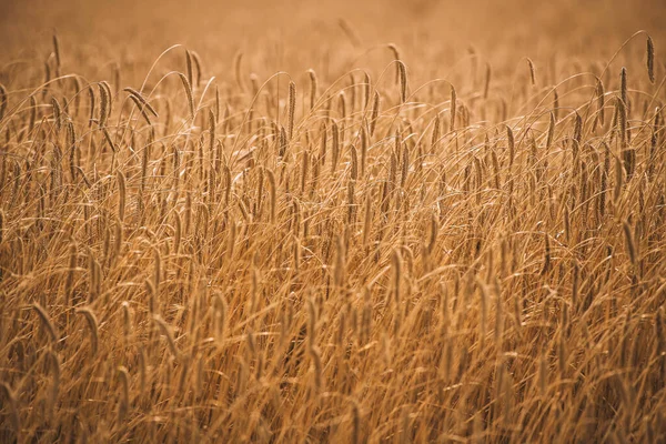 Концепция Сельского Хозяйства Колючки Пшеницы Ржаного Блеска Солнечном Свете Живое — стоковое фото