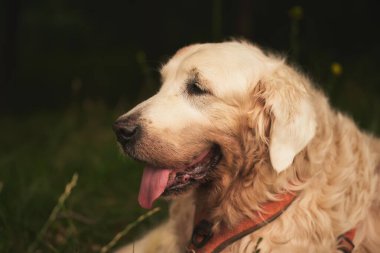 Kıdemli Golden Retriever çimlerin üzerinde dinleniyor. Parkta yaşlı bir labrador..