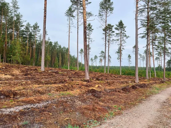 Devastating Effects Deforestation Stumps Logs Exploited Pine Leaf Trees — Stock Photo, Image