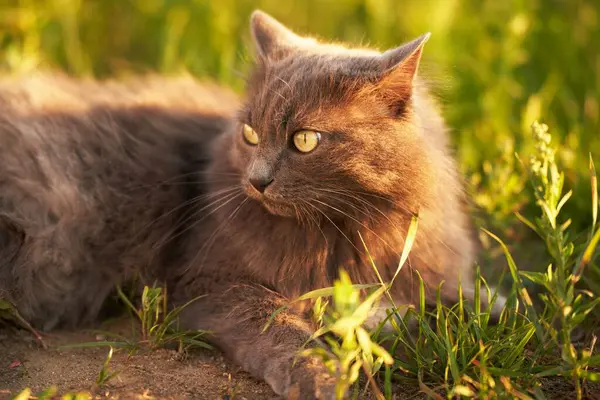 잔디밭에 고양이 자연에서 눈으로 고양이 초상화 잔디에서 고양이 — 스톡 사진