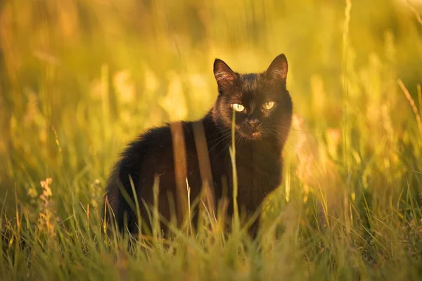 Gato Preto Gracioso Meio Aos Verdes Retrato Livre Cativante Gato — Fotografia de Stock