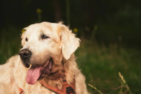 Stary Golden Retriever Starszy Golden Retriever Odpoczywa Parku Zmęczony Pies — Zdjęcie stockowe