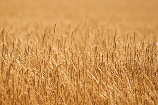 Close Rye Wheat Ears Field Agriculture Concept Východ Slunce Nebo — Stock fotografie