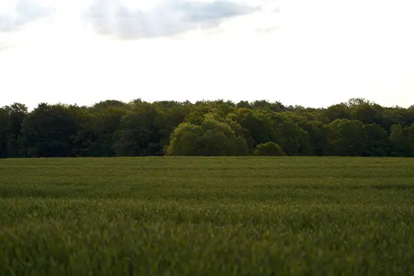 Landsbygdsmiljön Återspeglar Sambandet Mellan Natur Och Jordbruk Grönt Fält Sträcker — Stockfoto