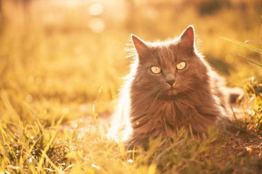 Kedi çimlerin üzerinde yürüyor. Doğadaki güzel kedi portresi. Yaz akşamı güneş ışınlarında evcil hayvan. Kırsal alan.