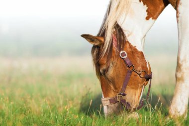 Tay otlağının izole edilmiş yakın çekimi. Doğadaki at. Bir atın portresi, kahverengi at.