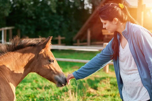 A Woman's Love. Girl and Horse in a Summer Meadow. Animal therapy. Evening on the Horse Farm with Woman and Horse.
