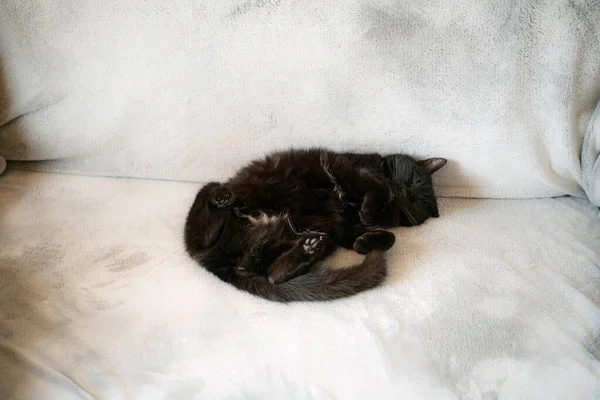Adorable Black Kitten Lying Straight Its Back White Background — Stock Photo, Image
