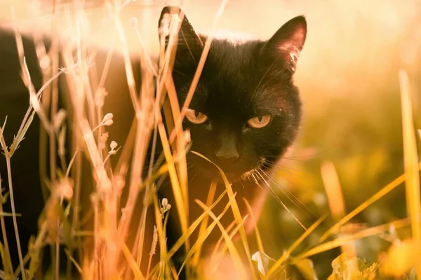 Fekete Macska Fűmezőn Gyönyörű Fekete Macska Portré Sárga Szemekkel Természetben — Stock Fotó