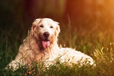 Yaşlı Golden Retriever. Yaşlı bir Golden Retriever Park 'ta dinleniyor. Yorgun köpek.