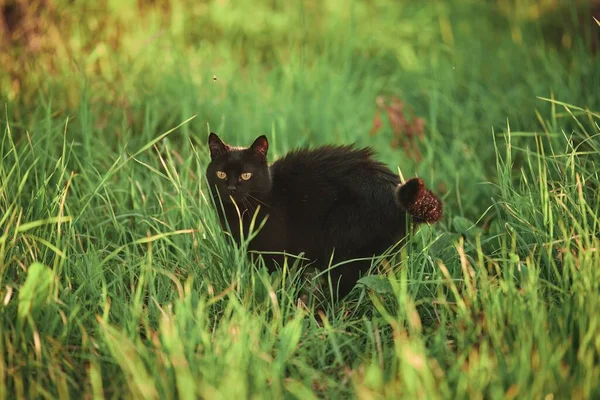 Chat Noir Gracieux Milieu Des Verts Portrait Extérieur Captivant Chat — Photo